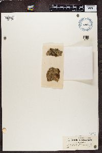 Image of Lecidella enteroleuca