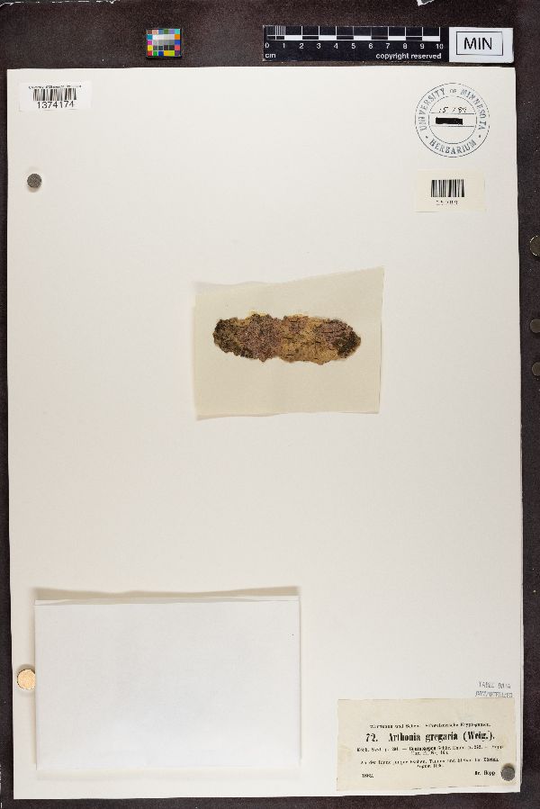 Arthonia gregaria image