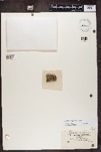 Myriolecis hagenii image