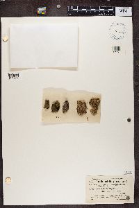 Bacidia rubella image