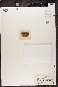 Bacidia polychroa image