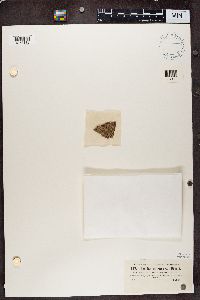 Bacidia laurocerasi image