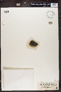 Rhizocarpon disporum image