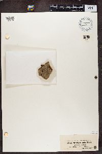 Alyxoria varia image