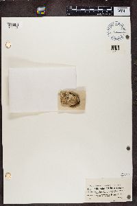 Sphinctrina turbinata image