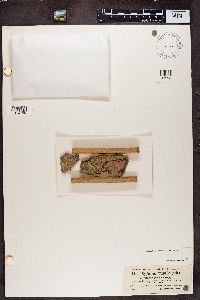 Chaenotheca trichialis image