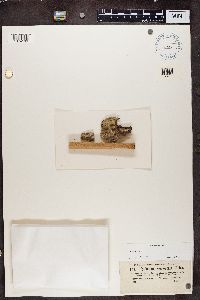 Chaenotheca stemonea image