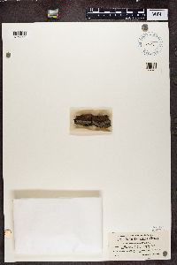 Sclerophora pallida image