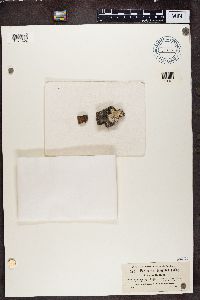 Pertusaria leioplaca image