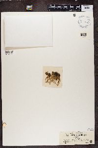 Cladonia gracilis image