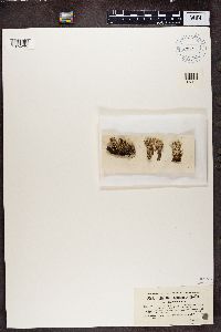 Cladonia squamosa image