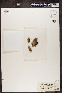 Cladonia parasitica image