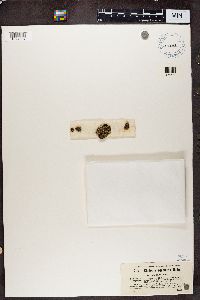 Cladonia squamosa image