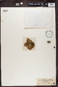 Ramalina pollinaria image