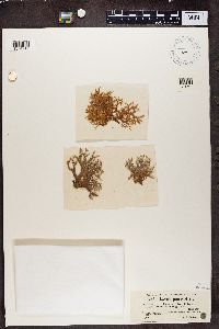 Thumbnail image of current specimen