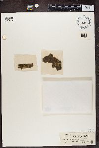 Hyperphyscia adglutinata image