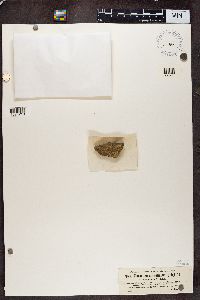 Gyalolechia flavovirescens image