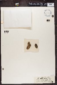Buellia schaereri image