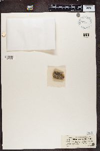 Calicium salicinum image