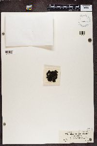 Enchylium bachmanianum image