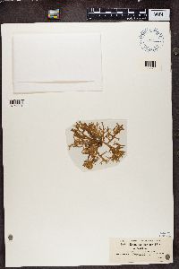 Ramalina fastigiata image