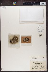 Urceolaria scruposa var. bryophila image