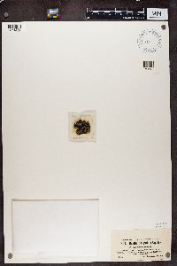 Thumbnail image of current specimen