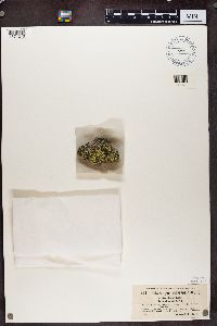 Rhizocarpon geographicum image