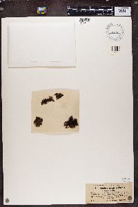 Cetraria aculeata image