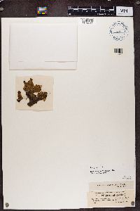 Peltigera malacea image