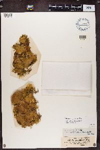 Peltigera rufescens image