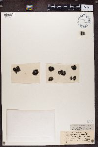 Gyrophora cylindrica image