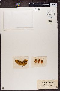 Rusavskia elegans image