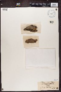 Lecanora allophana image