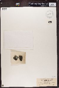 Media resource of Aspicilia cinerea