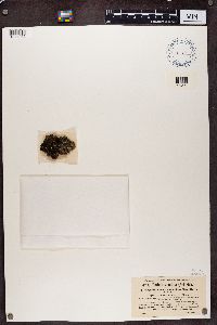 Toninia squalida image