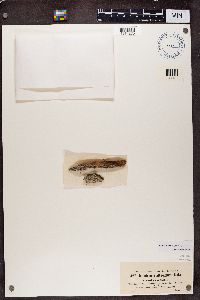 Diplotomma alboatrum image