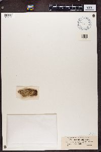 Opegrapha vulgata image