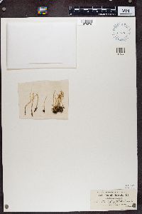 Cladonia fimbriata image