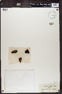 Tuckermanopsis sepincola image