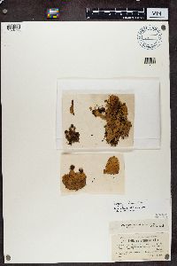 Peltigera aphthosa image