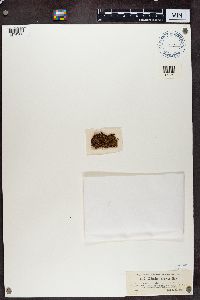 Solorina crocea image