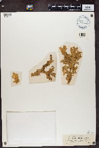 Lobaria pulmonaria image