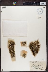 Imbricaria caperata image