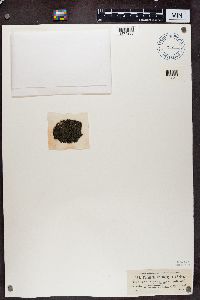 Parmeliella triptophylla image