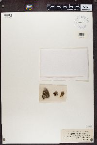 Megaspora verrucosa image