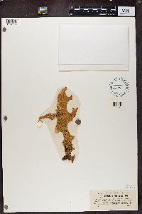 Plectocarpon lichenum image