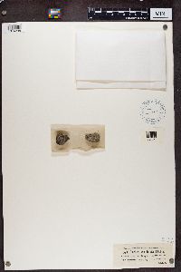 Porpidia crustulata image