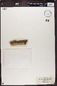 Alyxoria varia image