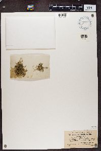Thumbnail image of current specimen